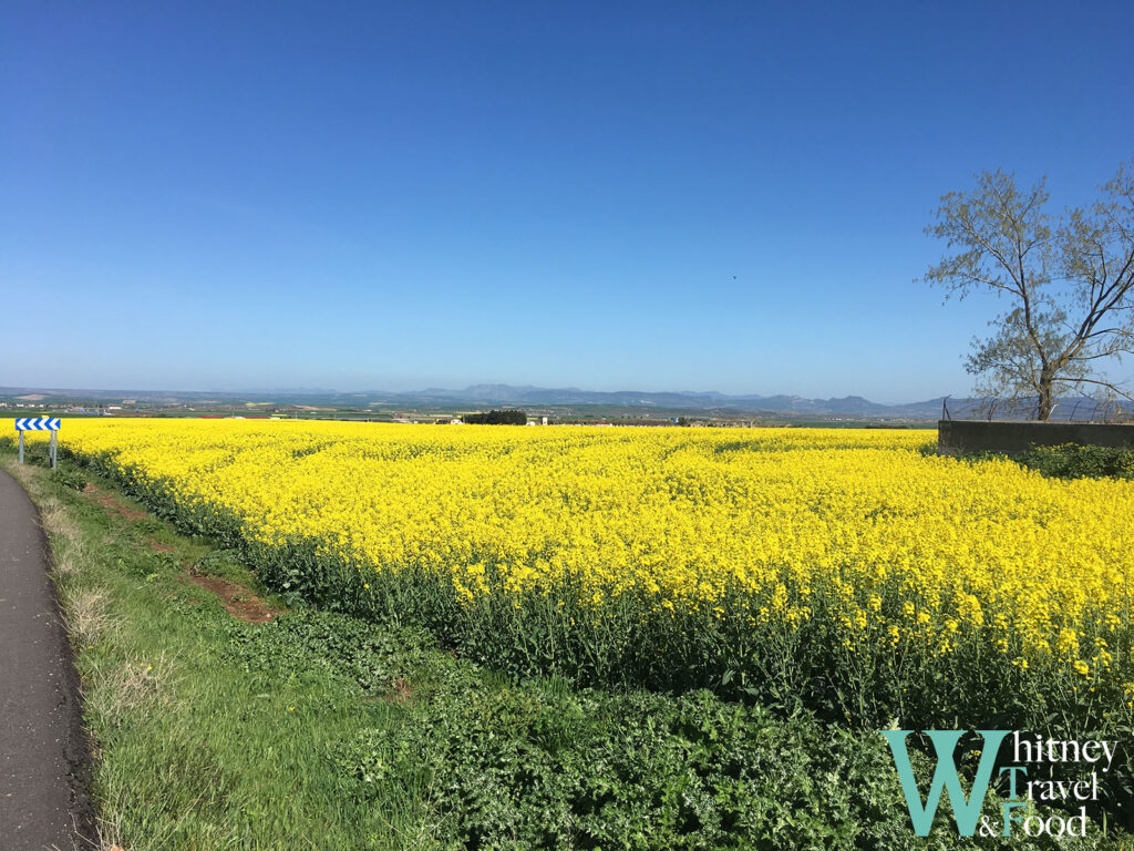 camino de santiago day 11 7