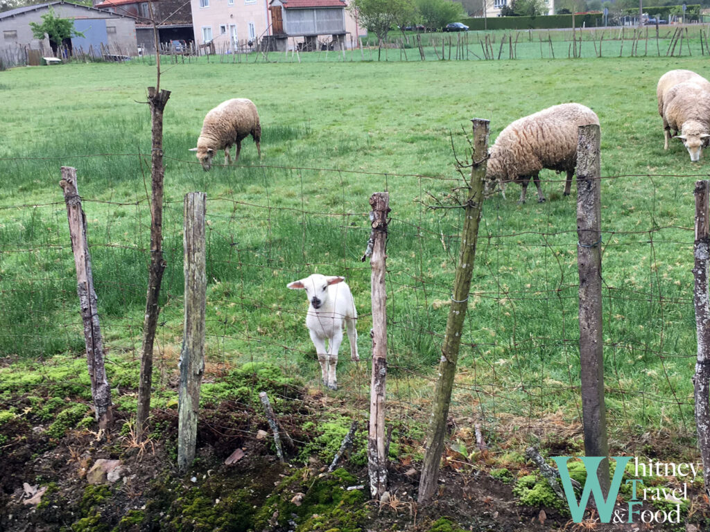 camino de santiago day 35 5