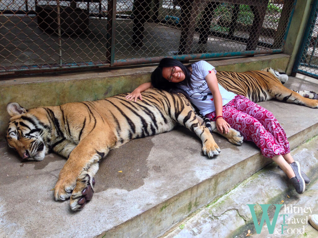 chiang mai tiger kingdom 10