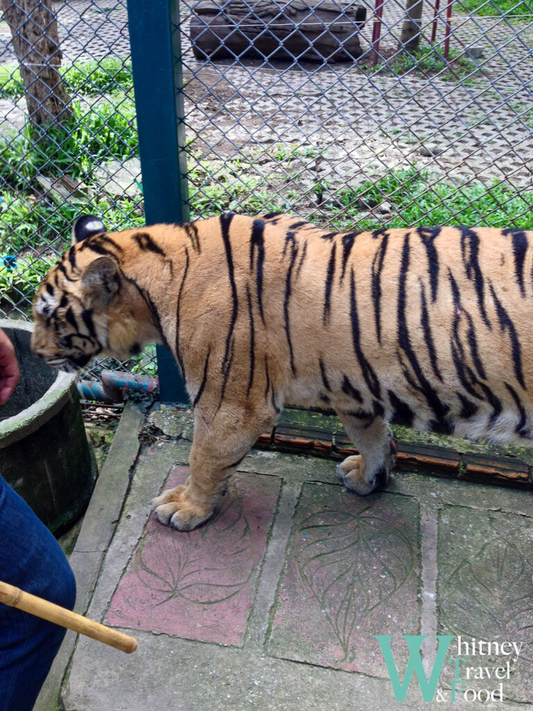 chiang mai tiger kingdom 12