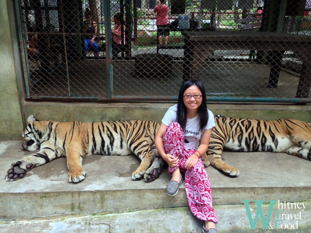 chiang mai tiger kingdom 13