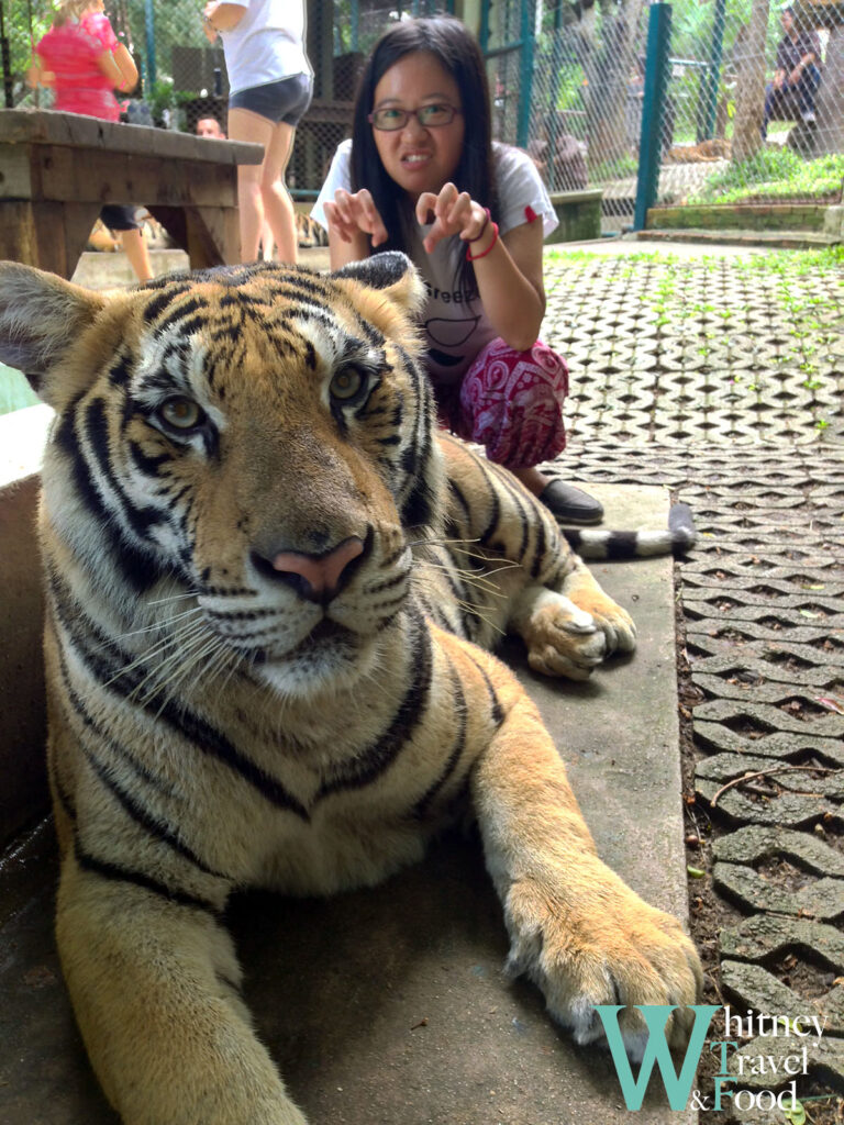 chiang mai tiger kingdom 14