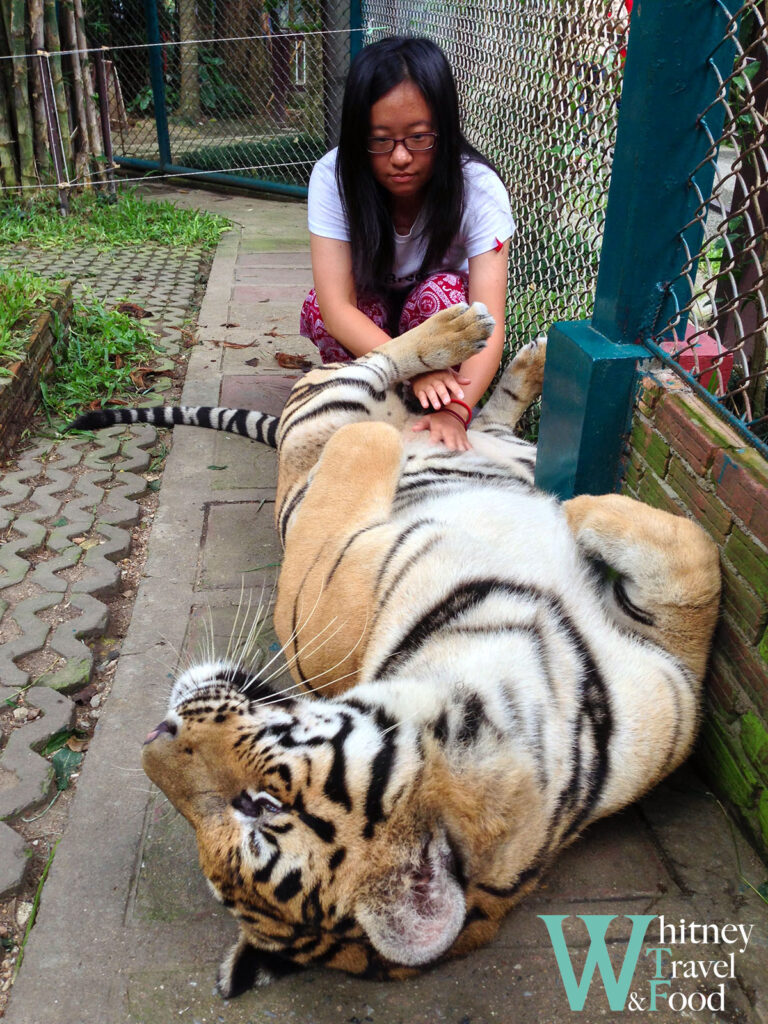 chiang mai tiger kingdom 15