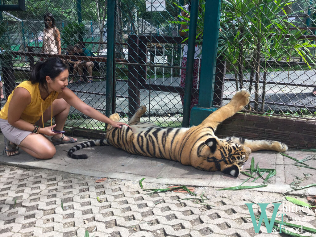 chiang mai tiger kingdom 7