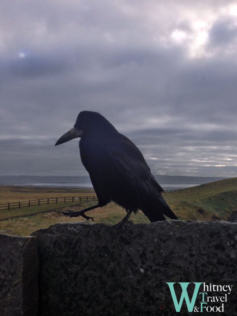 galway cliff of moher 7