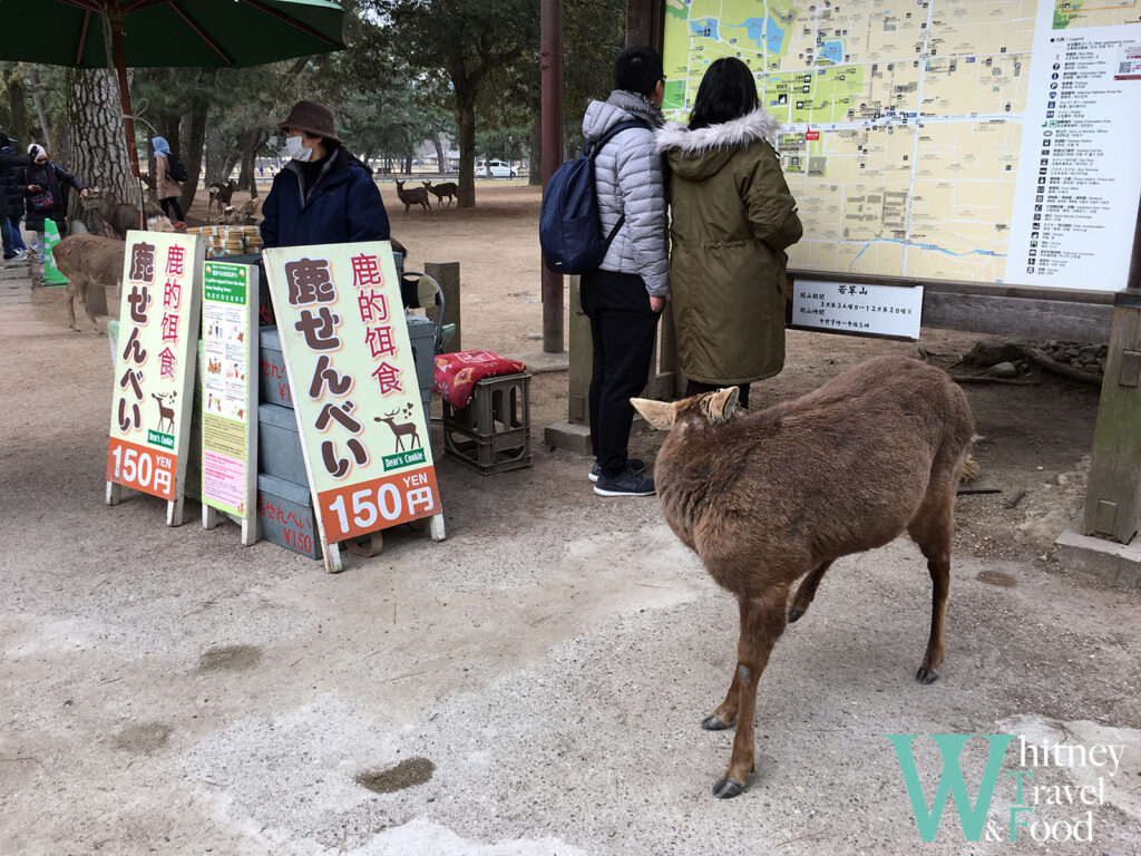 nara park japan 3 1