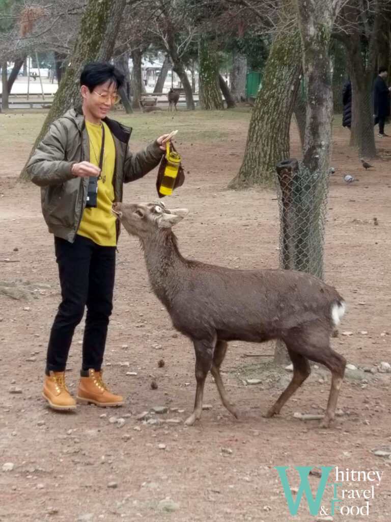 nara park japan 4 1