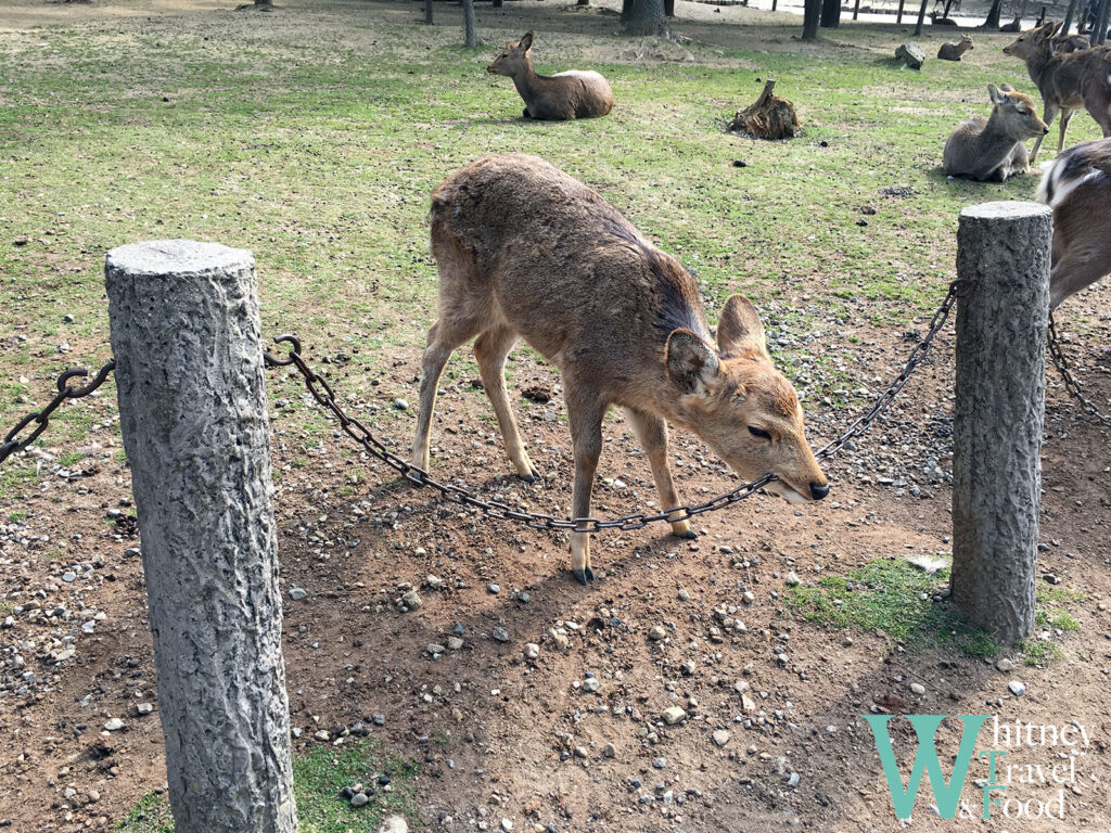 nara park japan 5 1