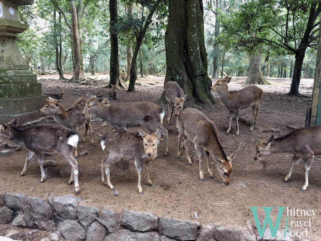 nara park japan 8 1