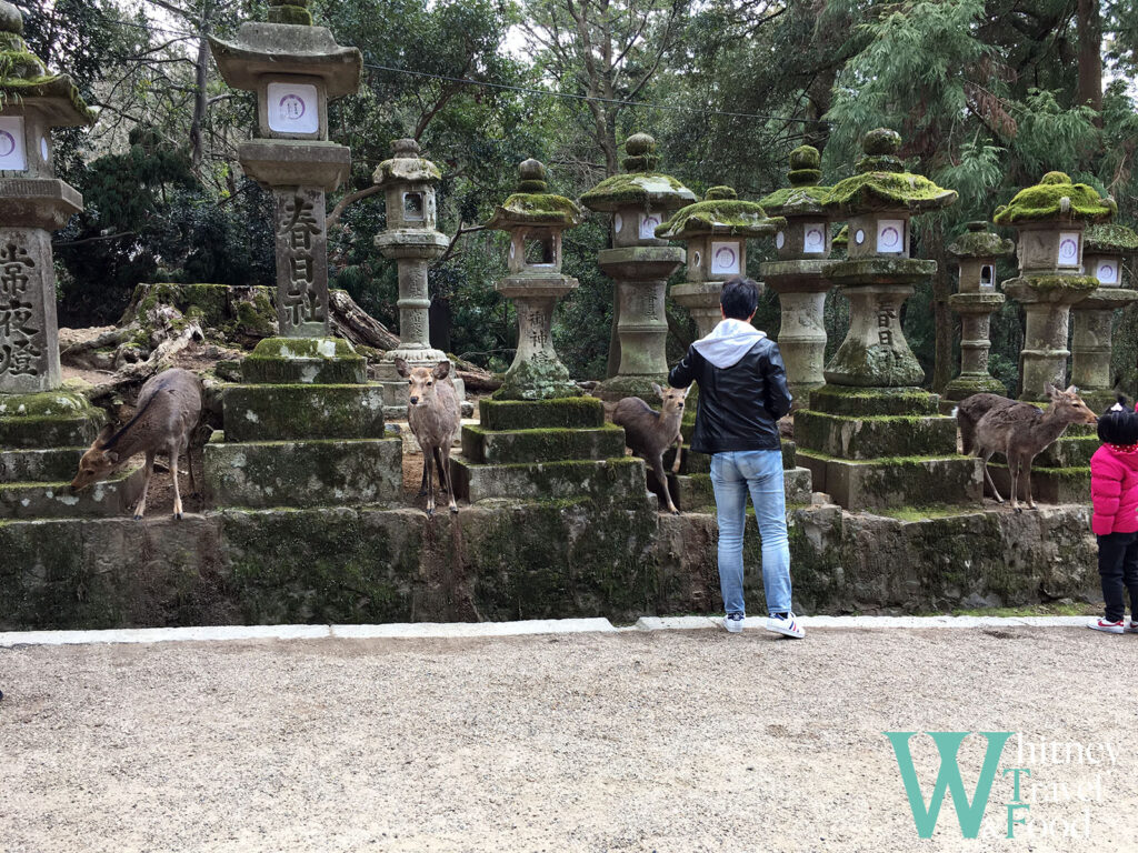 nara park japan 9 1