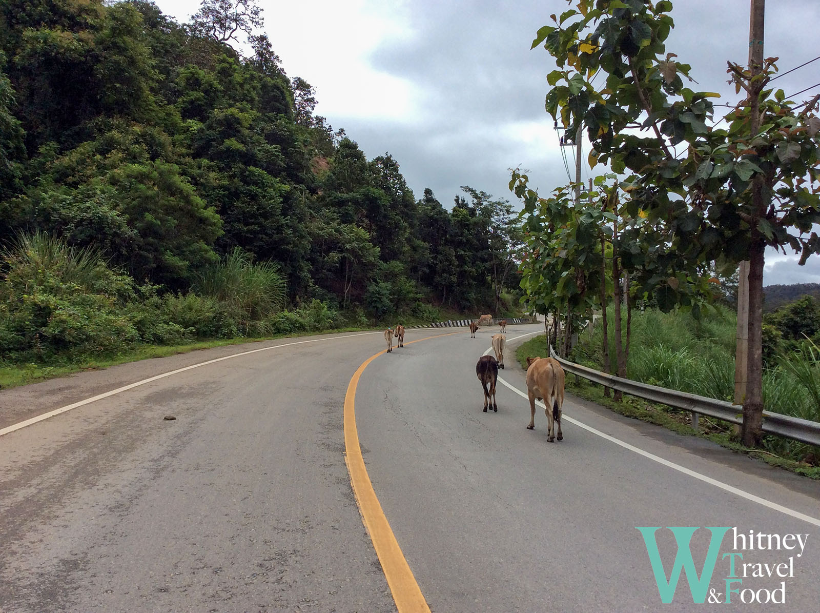 northern thailand scooter route 6 4