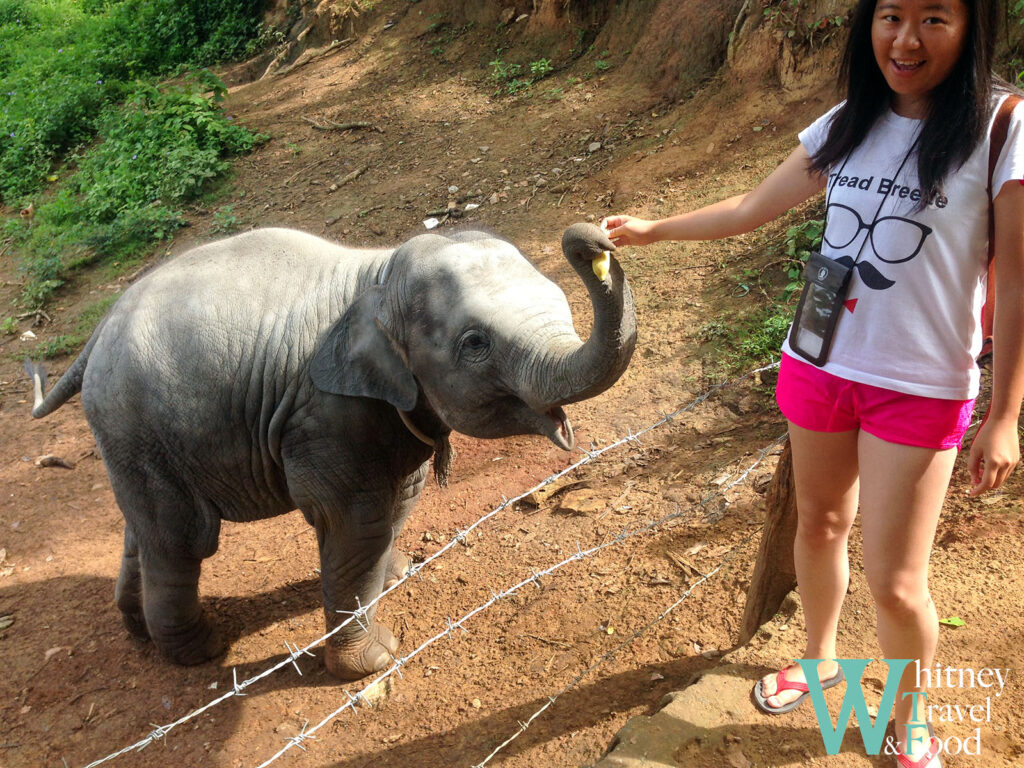 thing to do in chiang mai 3