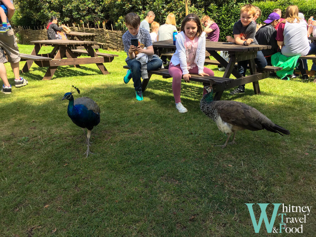 warwick castle 27