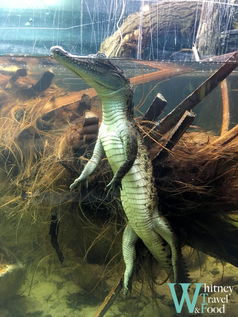zsl london zoo 16