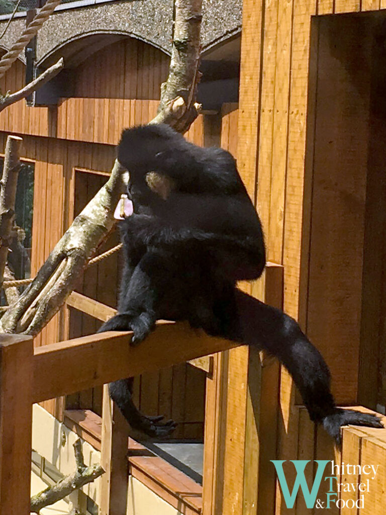 zsl london zoo 6